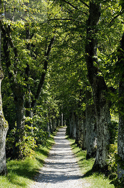 Kleine Allee mit Linden