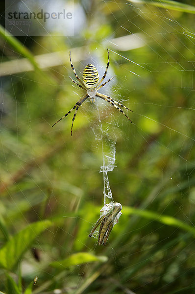 Wespenspinne ( Argiope bruennichi) sitzt im Spinnennetz mit eingesponnener Heuschrecke als Beute