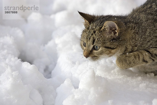 Junge verspielte Katze im Schnee