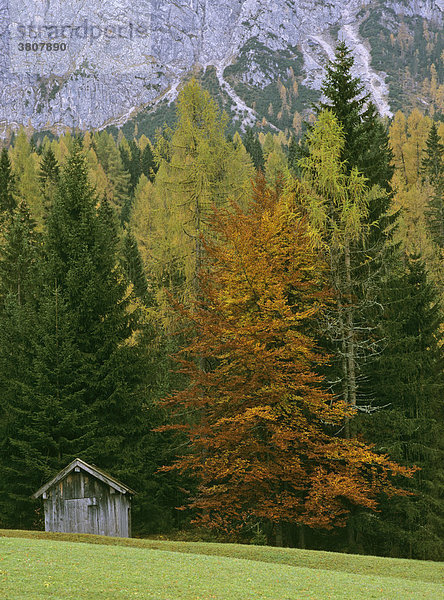 Heuschober vor Herbstwald in Ehrwald  Tirol  Österreich