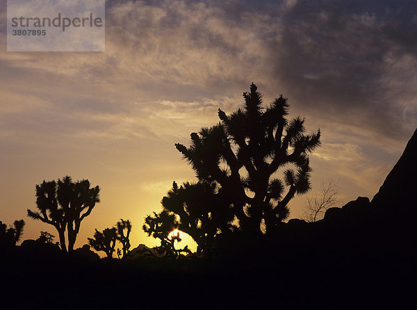 Joshua Trees (Yucca brevifolia) bei Sonnenuntergang  Joshua Tree Nationalpark  Kalifornien  USA