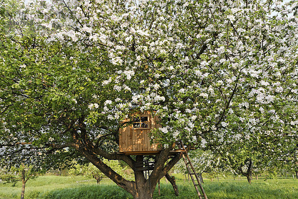 Baumhaus in einem blühenden Apfelbaum  Wachau  Niederösterreich  Österreich