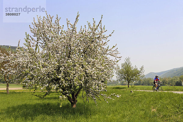Blühende Obstbäume im Frühling und Radfahrer am Donauradweg  Wachau  Niederösterreich  Österreich