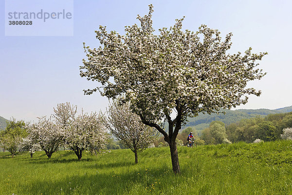 Blühende Obstbäume  Wachau  Niederösterreich  Österreich