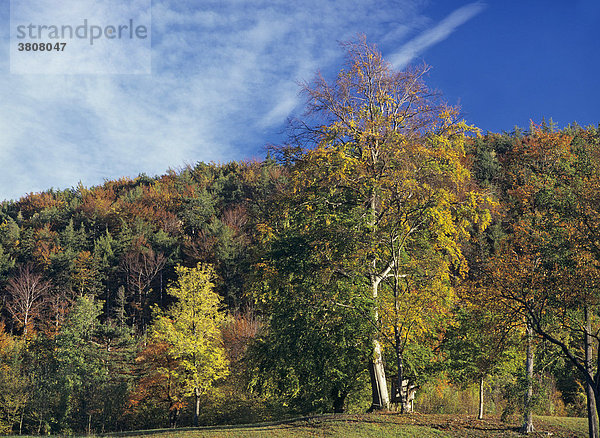 Bunt gefärbter Herbstwald und ein Jagdansitz  Niederösterreich  Österreich