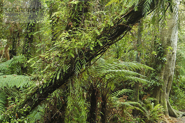 Pounawea Waldlehrpfad  Catlins  Südinsel  Neuseeland