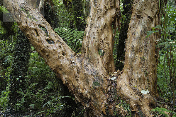 Farn auf dem Fuchsia Weg  Oban  Stewart Insel  Neuseeland