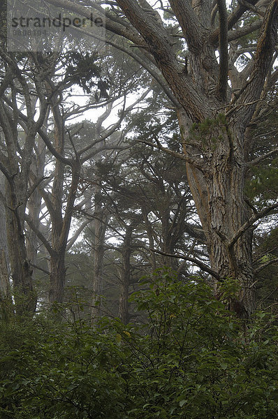 Regenwald  Vogelschutzgebiet Ulva Island  Stewart Island  Neuseeland