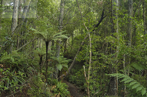 Regenwald  Vogelschutzgebiet Ulva Island  Stewart Island  Neuseeland