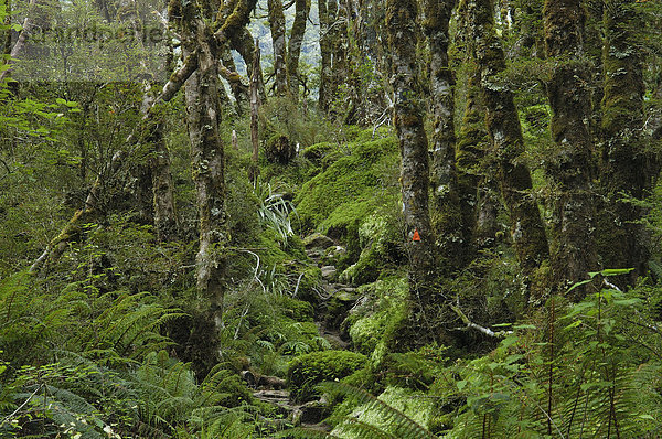 Regenwald beim Marion See  Fjordlands  Südinsel  Neuseeland