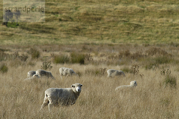 Schafe  Südinsel  Neuseeland