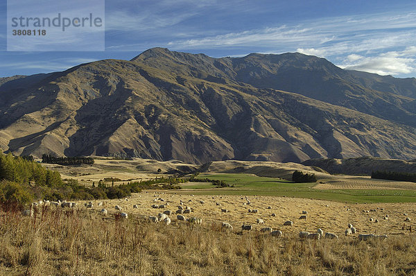Farmland mit Schafen mit kargen Bergen im Hintergrund  Arrowtown  Südinsel  Neuseeland