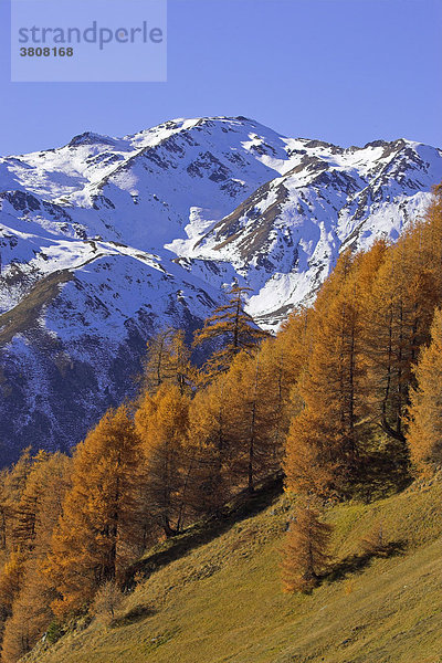 Verschneite berge über dem Rojental und Lärchen (Larix) in herbstlicher Färbung  Bergdorf Rojen (2000m)  Südtirol  Italien