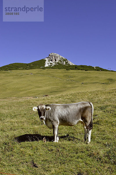 Kuh auf einer Alm Weide  Südtirol  Italien