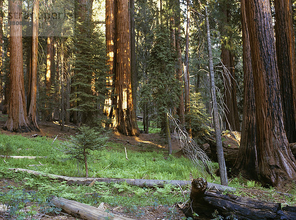 Mammutbäume (Sequoiadendron giganteum) im Giant Forest  Sequoia NP  Kalifornien  Amerika