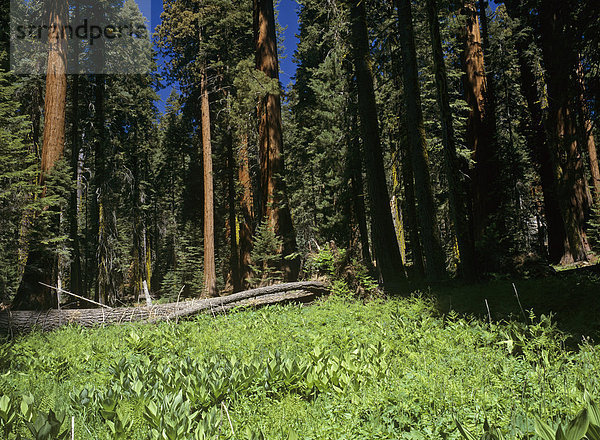 Mammutbaum (Sequoiadendron giganteum) und Wiese  Crescent Meadows  Sequoia NP  Kalifornien  USA