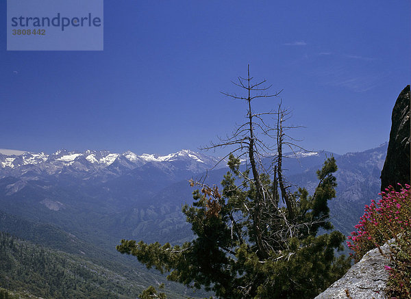 Blick nach Norden (Sierra Nevada mit Alta Peak 3415 m)  Moro Rock  Sequoia NP  Kalifornien  USA