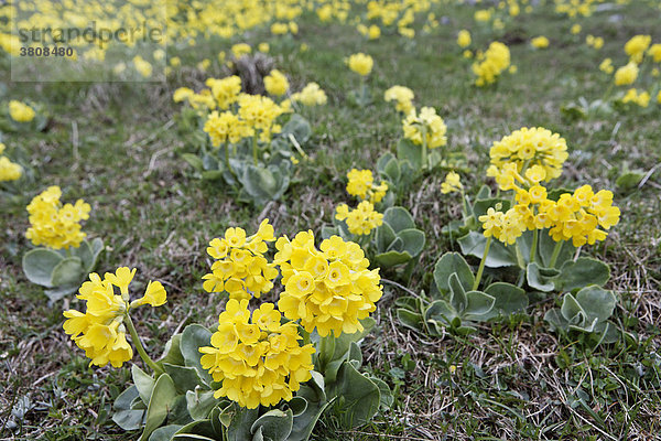 Aurikel (Primula auricula)  auch Flühblümchen Alpenschlüsselblume  Bergmassiv Rax  Niederösterreich  Österreich