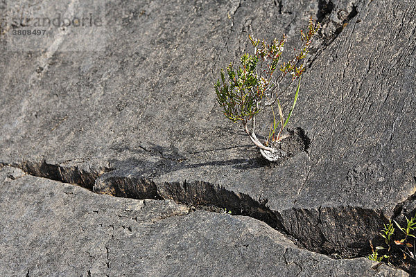 Pflanze wächst aus einem Stein heraus  Muckross See  Killarney Nationalpark  Irland