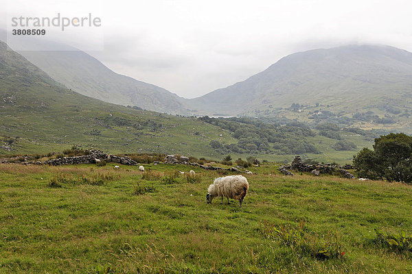 Schaf auf grüner Wiese im Hintergrund die Berge der Reeks  Iveragh Halbinsel  Irland