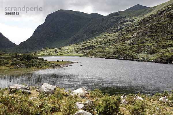 Schafe an einem kleinen See im Gap of Dunloe  Killarney Nationalpark  Irland