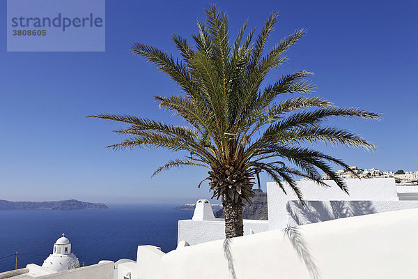 Palme weiße Häuser und Meer  Thira  Santorin  Griechenland