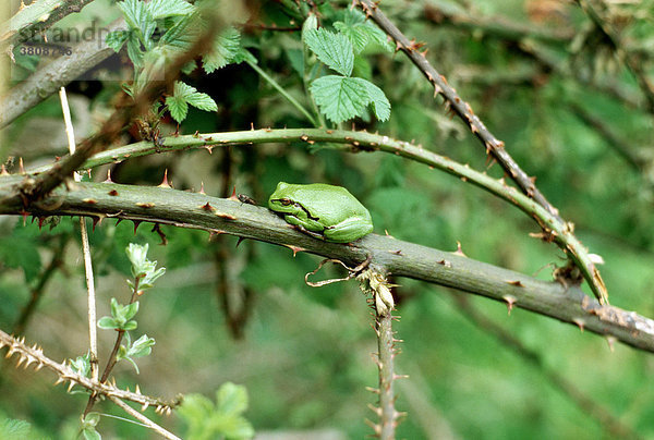 Mutprobe als Fakir? Europäischer Laubfrosch (Hyla arborea) sonnt sich auf einem Brombeerzweig  Münsterland  Nordrhein-Westfalen  Germany