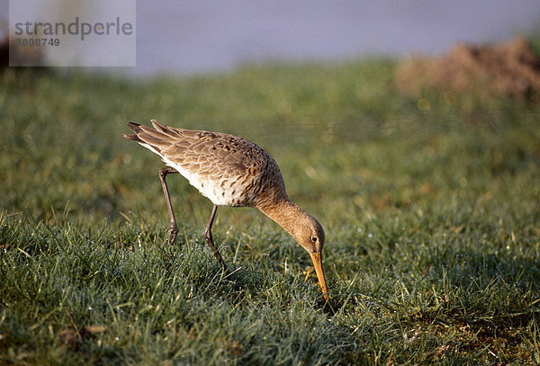 Uferschnepfe (Limosa limosa)  Altvogel bei der Nahrungssuche  Ellewicker Feld  Münsterland  Nordrhein-Westfalen  Deutschland