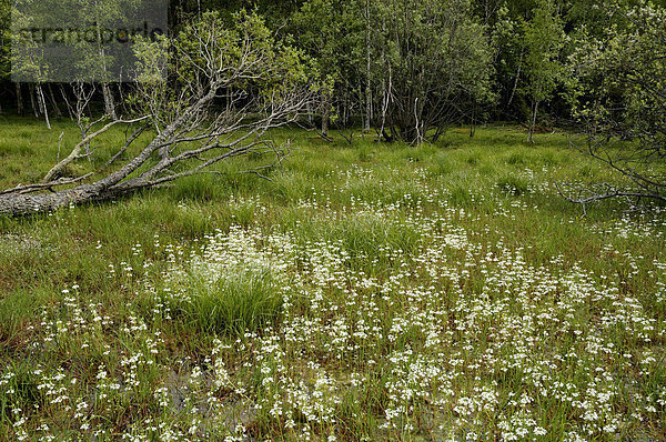 Blühende Wasserfedern (Hottonia palustris)  Naturreservat Takern  Schweden