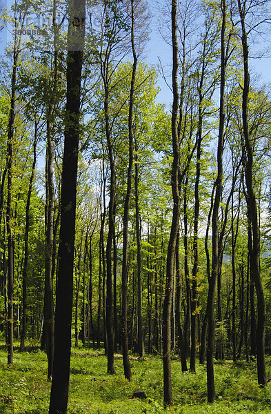 Hohe Bäume im Wald