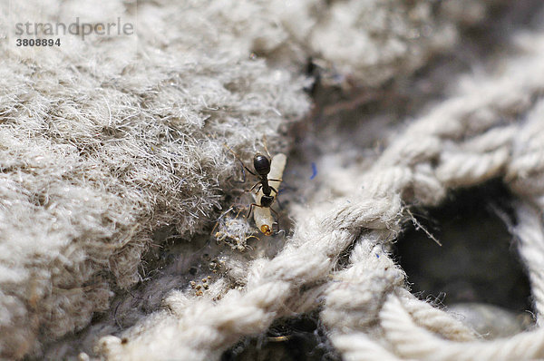 Eine Ameise frisst die Larve einer Kleidermotte (Tineola bisselliella)