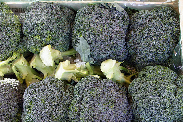 Brokkoli  Broccoli