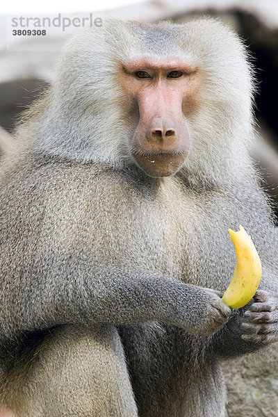 Ein Pavian (Papio hamadryas) hält eine Banane