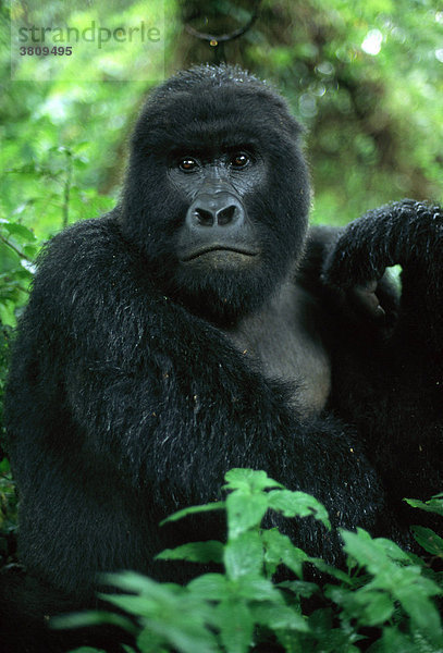 Berggorilla  Silberrücken  männlich  Gorilla  Gorilla gorilla beringei  Virungaberge Kongo (ehem. Zaire)