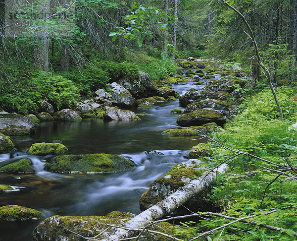Bach in den Wäldern von Härjedalen  Nordschweden  Schweden