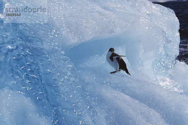 Adelie Pinguine (Pygoscelis adelieae) auf blauem Eisberg bei Deception Island  Antarktis