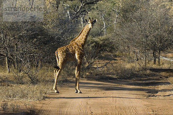 Giraffe  Giraffa camelopardalis
