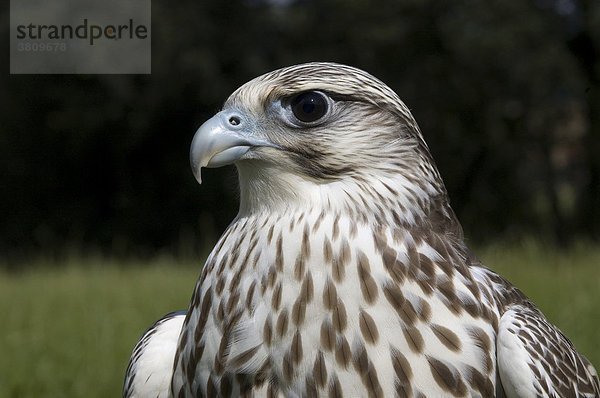 Falke  Gerfalke-Sakerfalke  Falco hybrid
