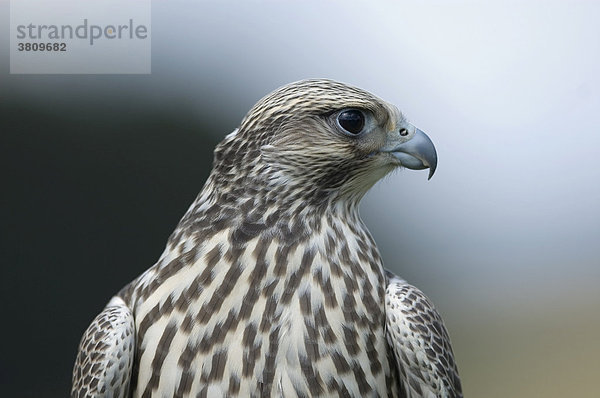 Falke  Gerfalke-Sakerfalke  Falco hybrid