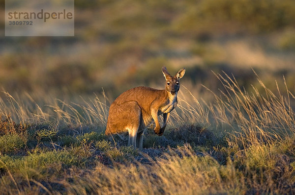 Rotes Riesenkänguruh  Macropus rufus  Australien