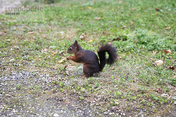 Europäisches Eichhörnchen (Sciurus vulgaris) beim Fressen  Tierpark Schönbrunn  Wien  Österreich