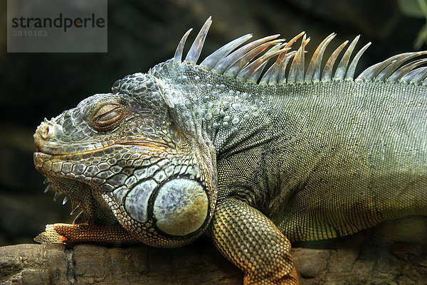 Grüner Leguan (Iguana iguana) mit geschlossenen Augen  schlafend