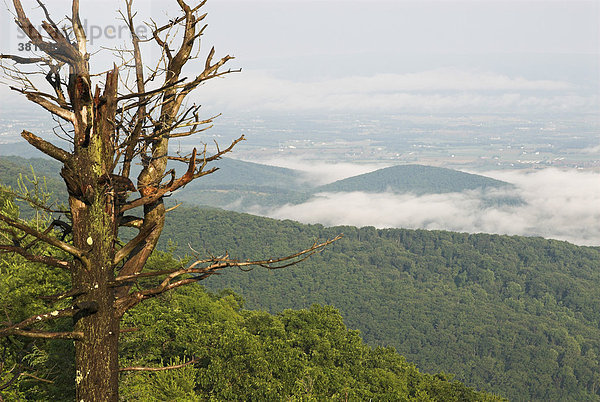 Blick vom Skyline Drive  Shenandoah Nationalpark  Virginia  USA