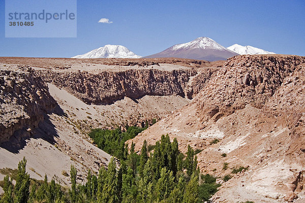 Bewaldetes Kerbtal in der Atacama-Wüste  nördliches Chile  Südamerika