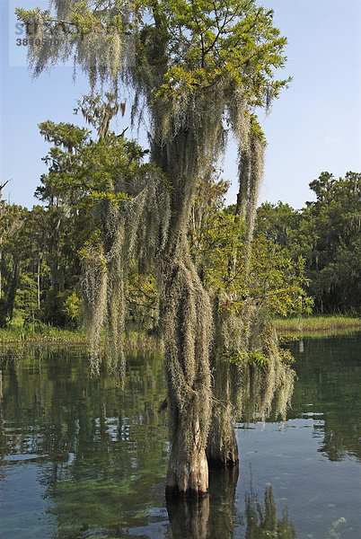 Baum mit Flechten  Rainbow River  Florida  USA