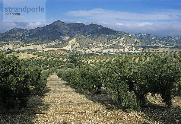 Olivenanbau in Monokulturen  Provinz Jaen  Andalusien  Spanien