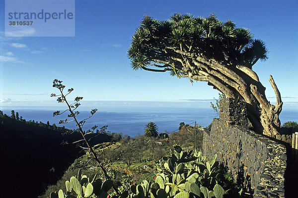 Kanarischer Drachenbaum (Dracaena draco) auf der Insel La Palma  Kanarische Inseln  Spanien  Europa La Palma