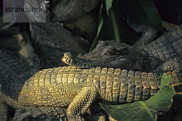 Kleine Krokodile in Südafrika  Afrika