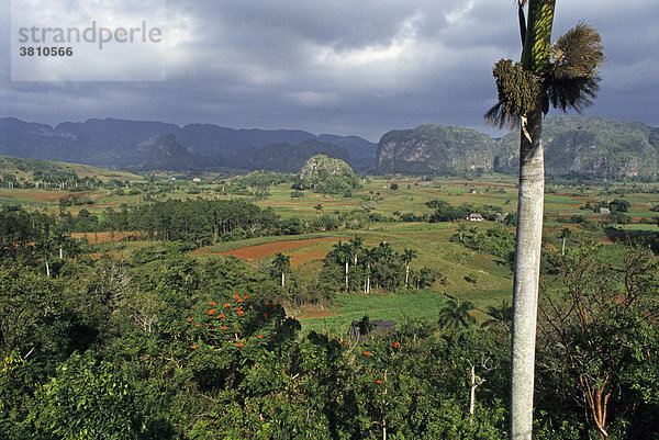 Tabakfelder und den Berge der Mogotes  Vinales  Provinz Pinar del Rio  Kuba
