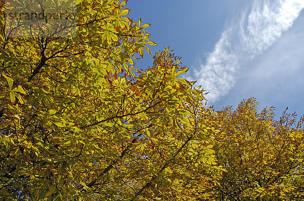 Herbstliche Bäume vor blauem Himmel